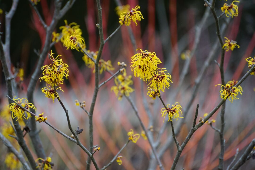 Longwood Gardens Winter