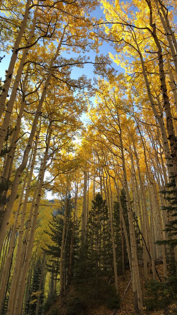 Inner Basin Flagstaff