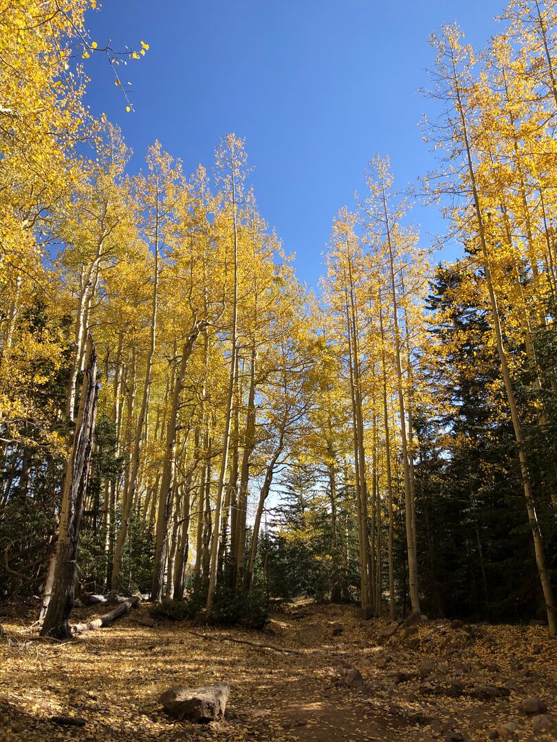 Inner Basin Flagstaff