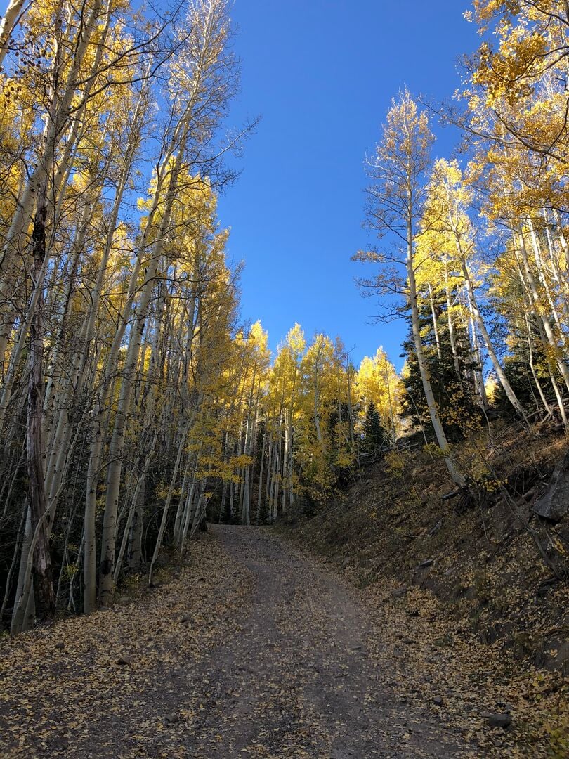 Inner Basin Flagstaff