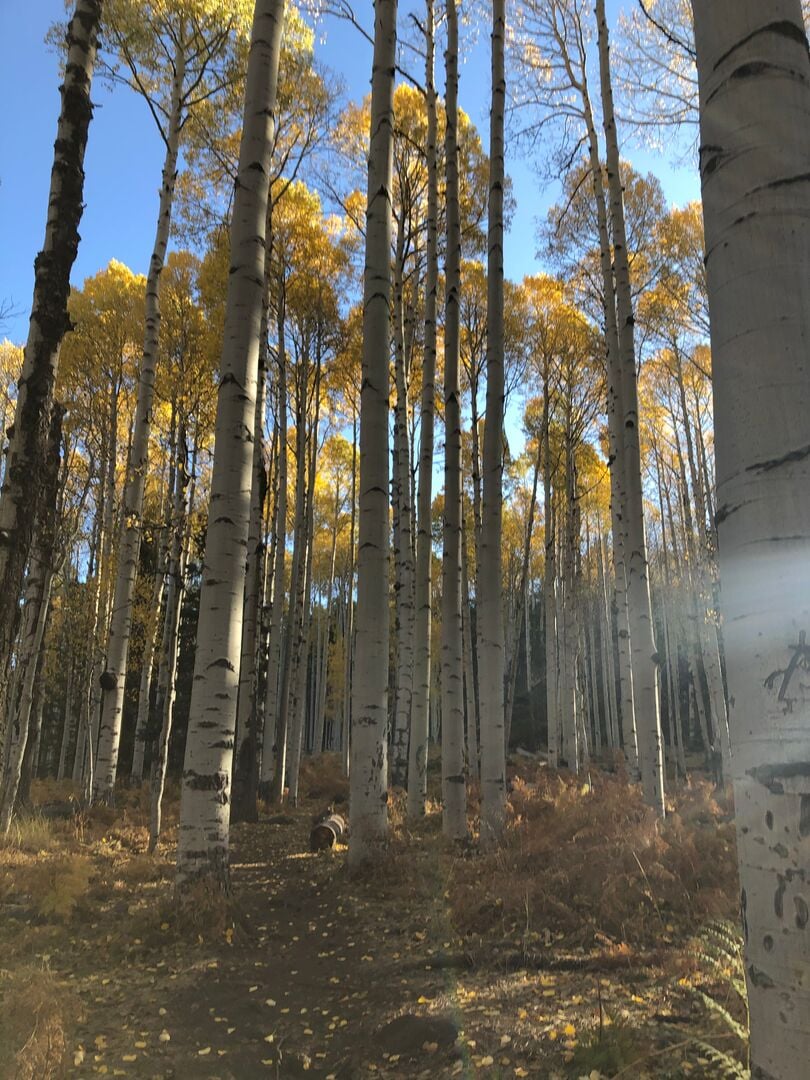 Aspen Loop Trail, Flagstaff