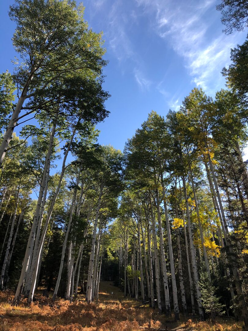 Kachina Trail Flagstaff