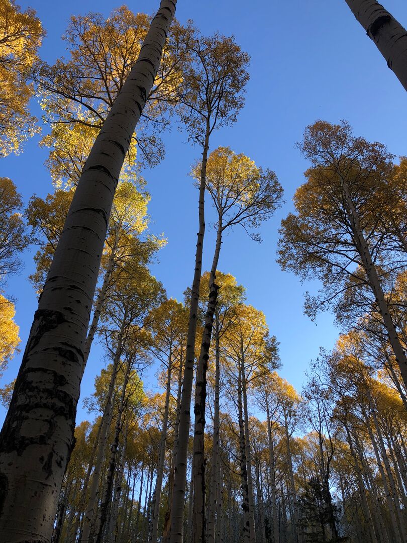 Aspen Loop Trail, Flagstaff