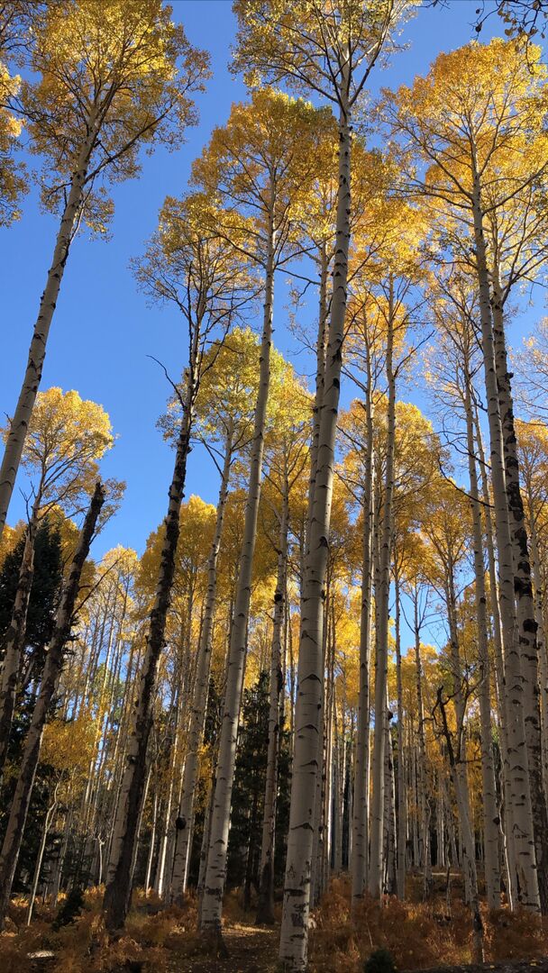 Aspen Loop Trail, Flagstaff