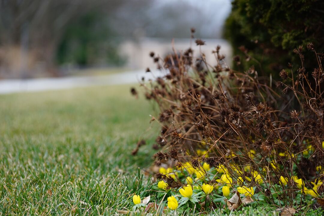 Longwood Gardens Winter