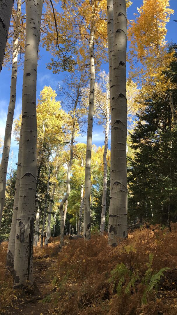 Kachina Trail Flagstaff