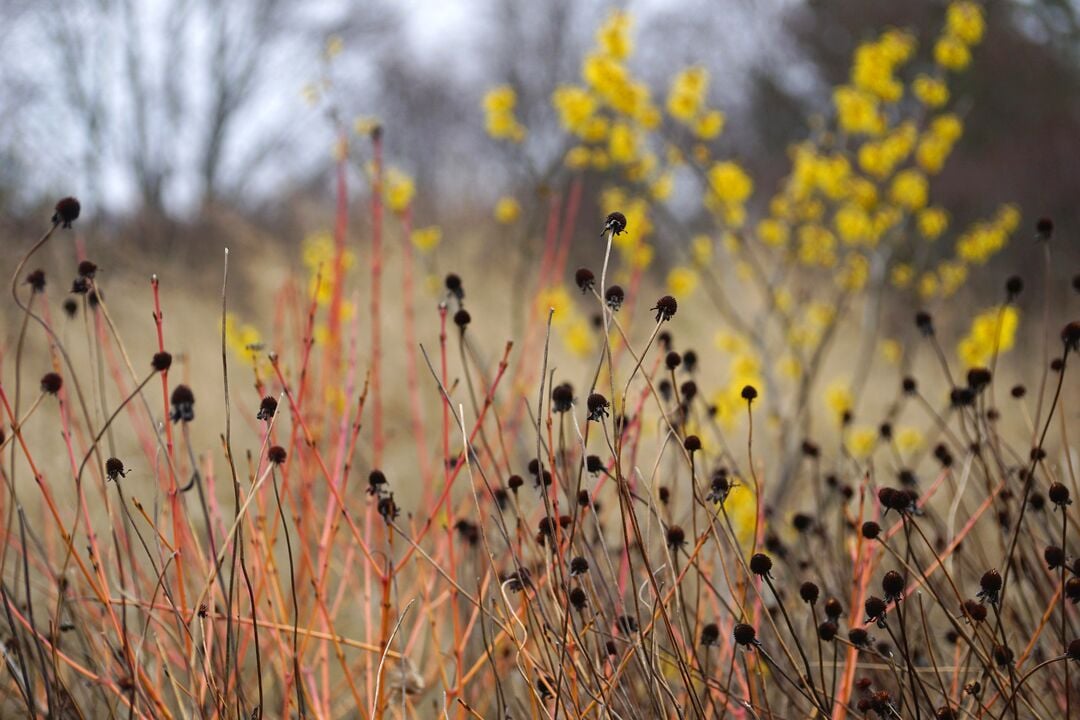 Longwood Gardens Winter