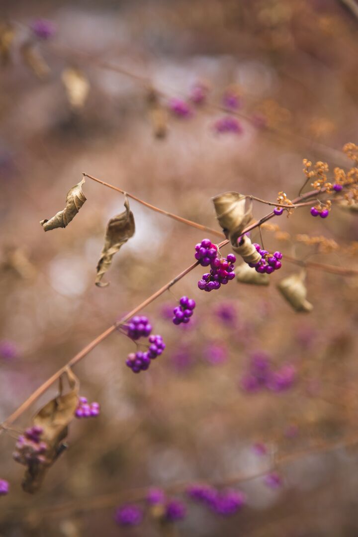 210126 Longwood Gardens Winter_25