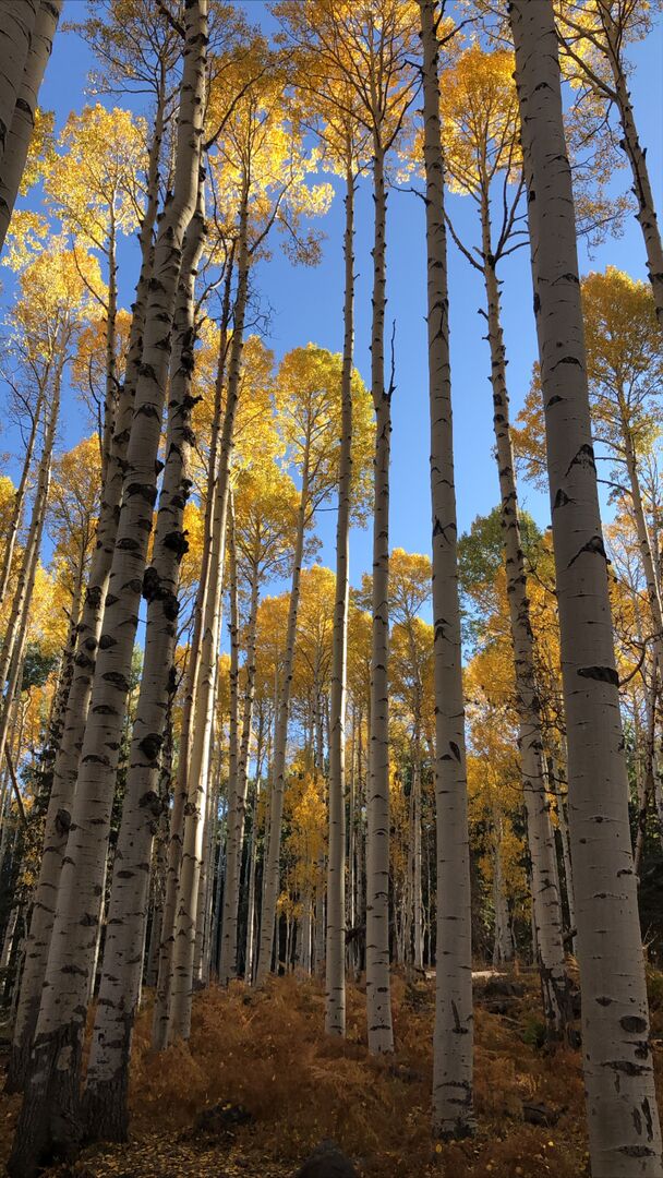 Aspen Loop Trail, Flagstaff