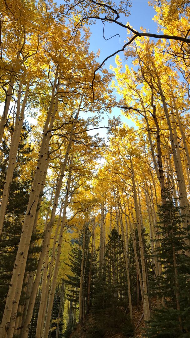 Inner Basin Flagstaff