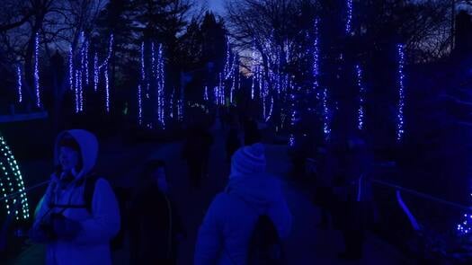 Luminature at the Zoo