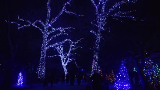 Luminature at the Zoo