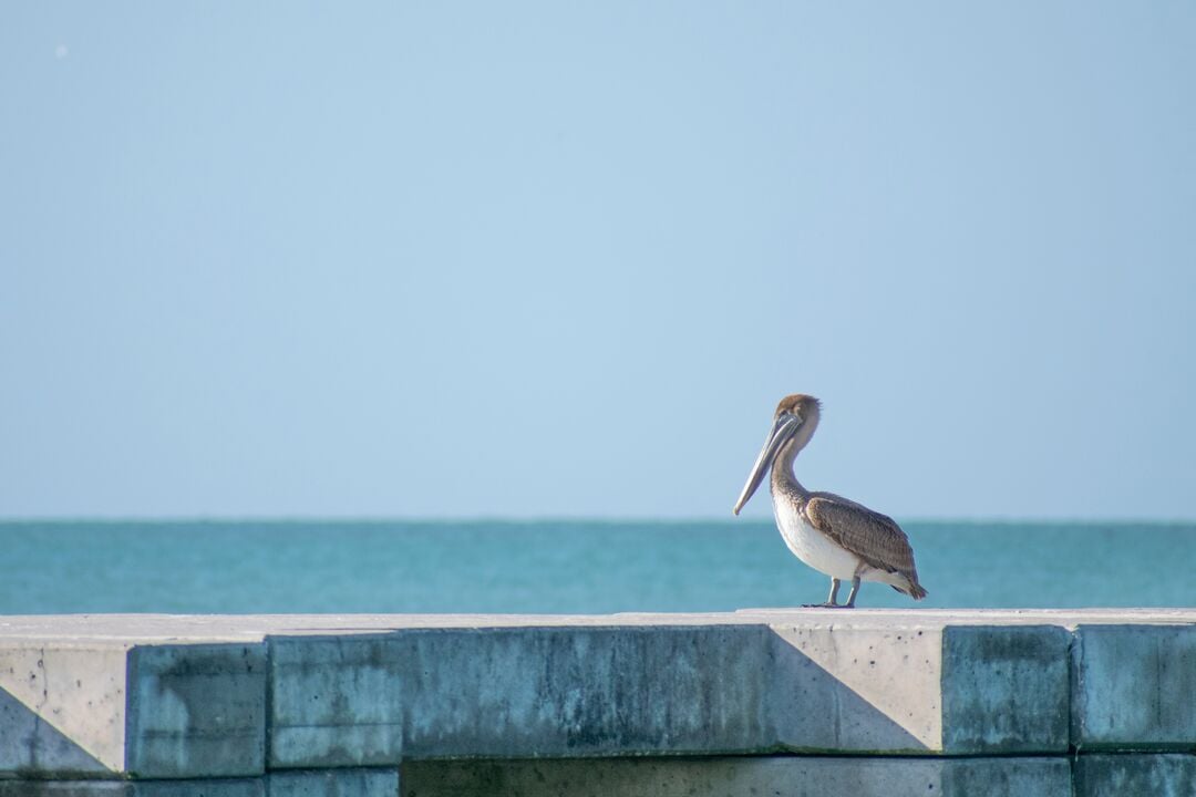 Pelican