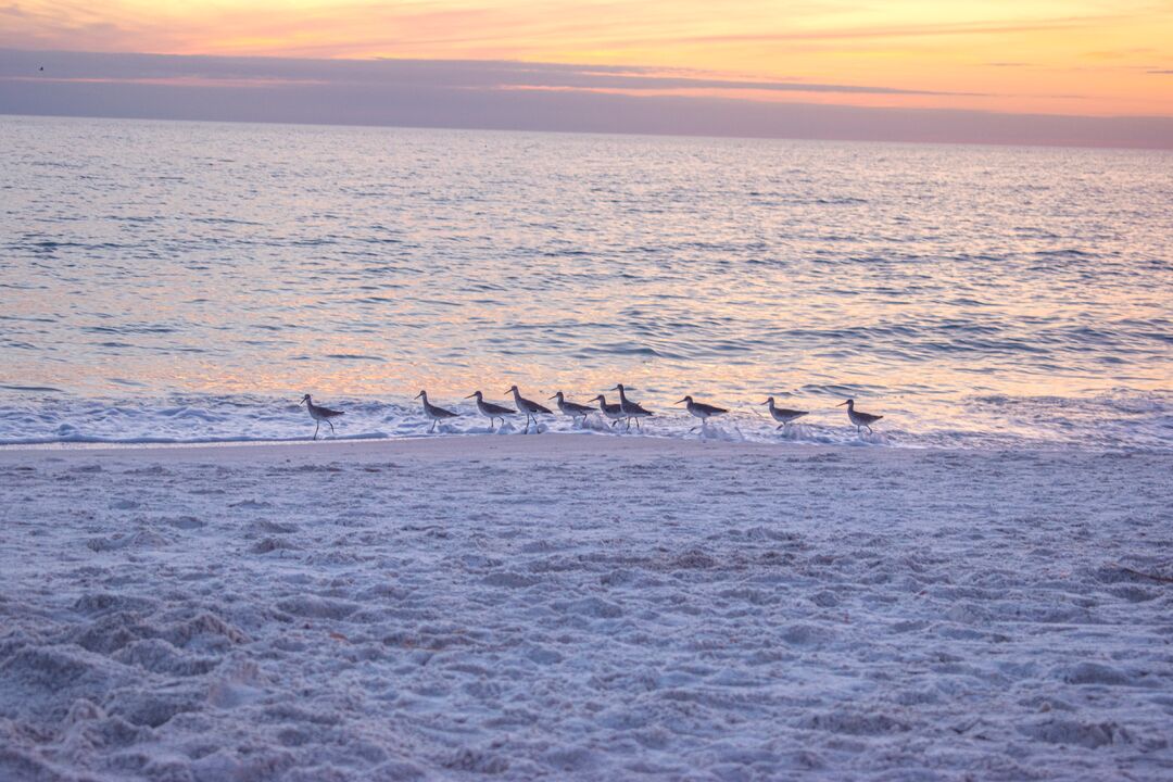 Birds on the Beach