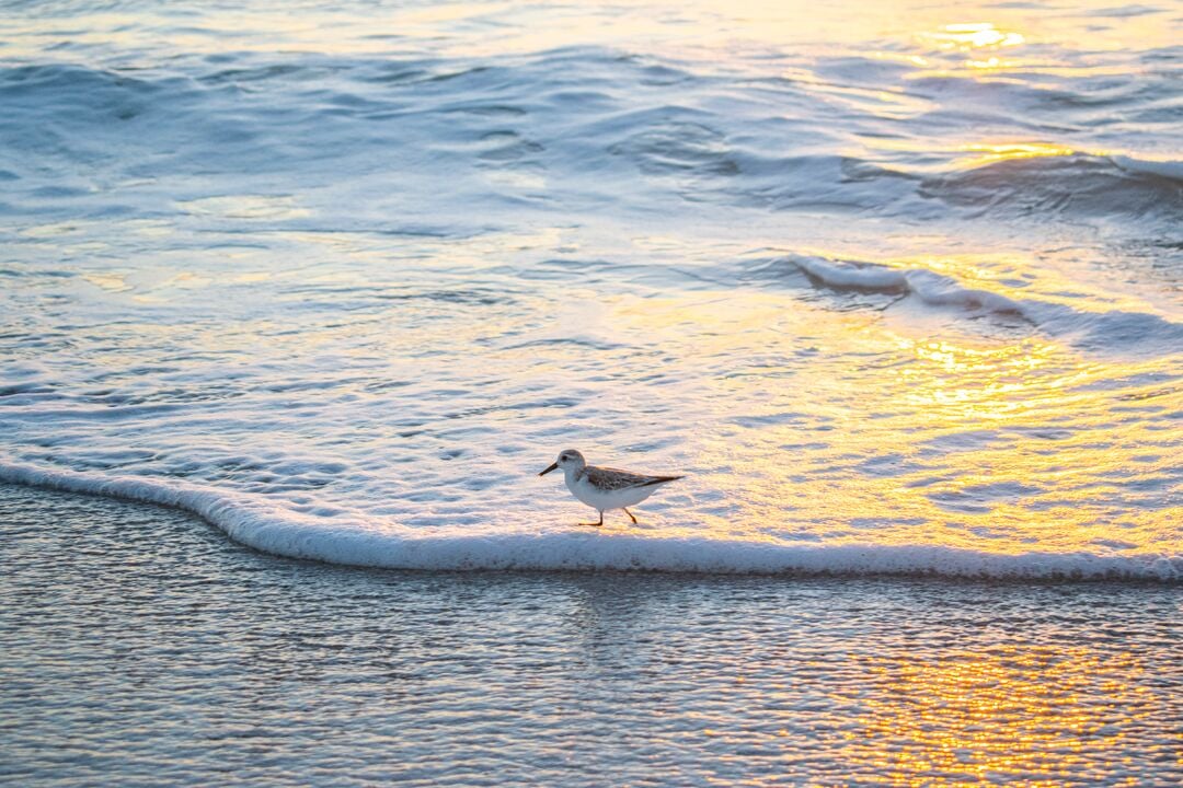 Sandpiper on the Beach