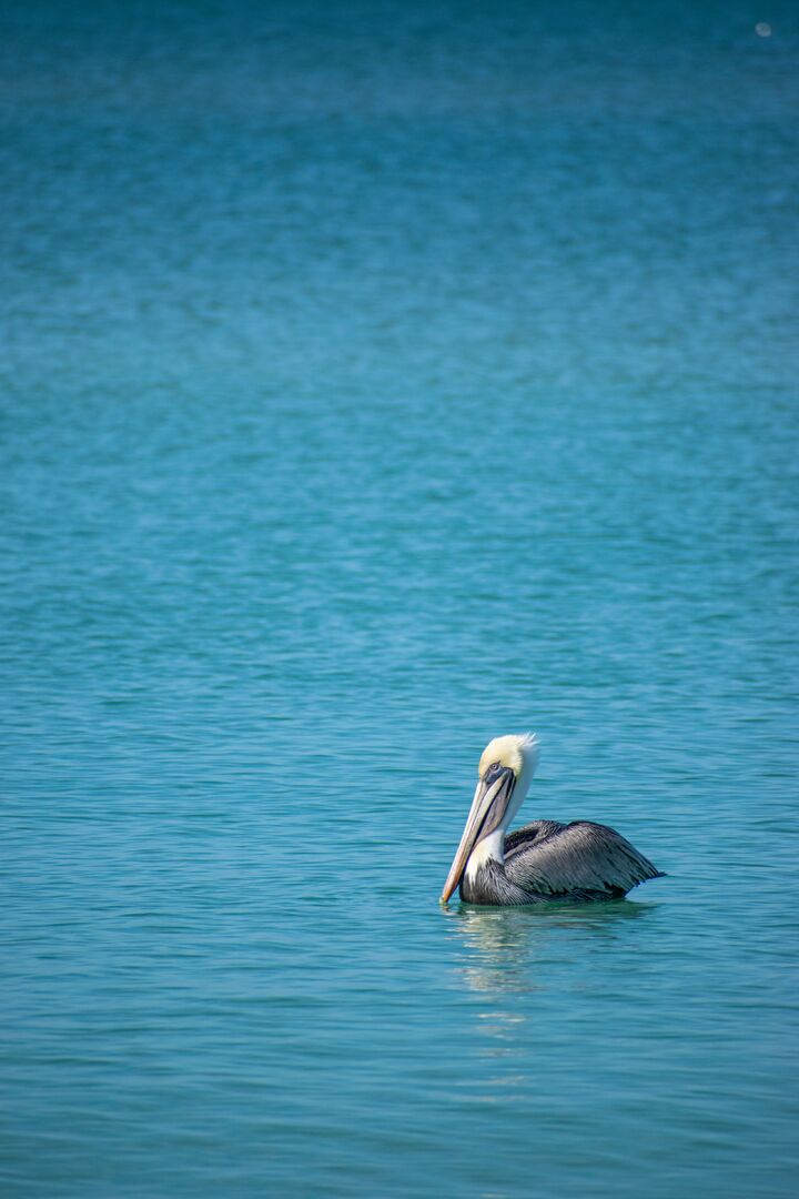 Pelican