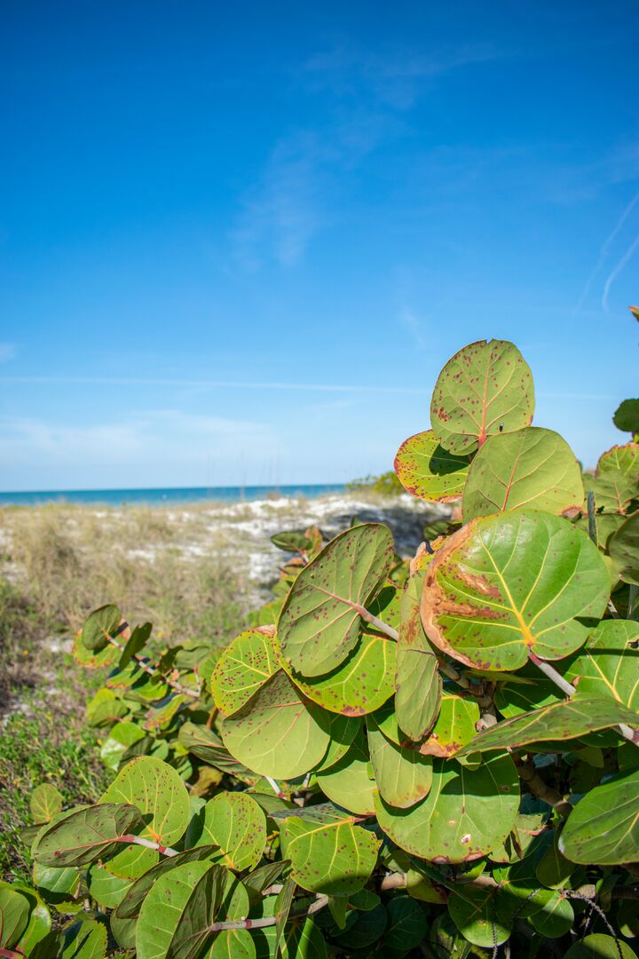 Coquina Beach