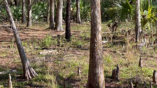 sand hill crane_8088