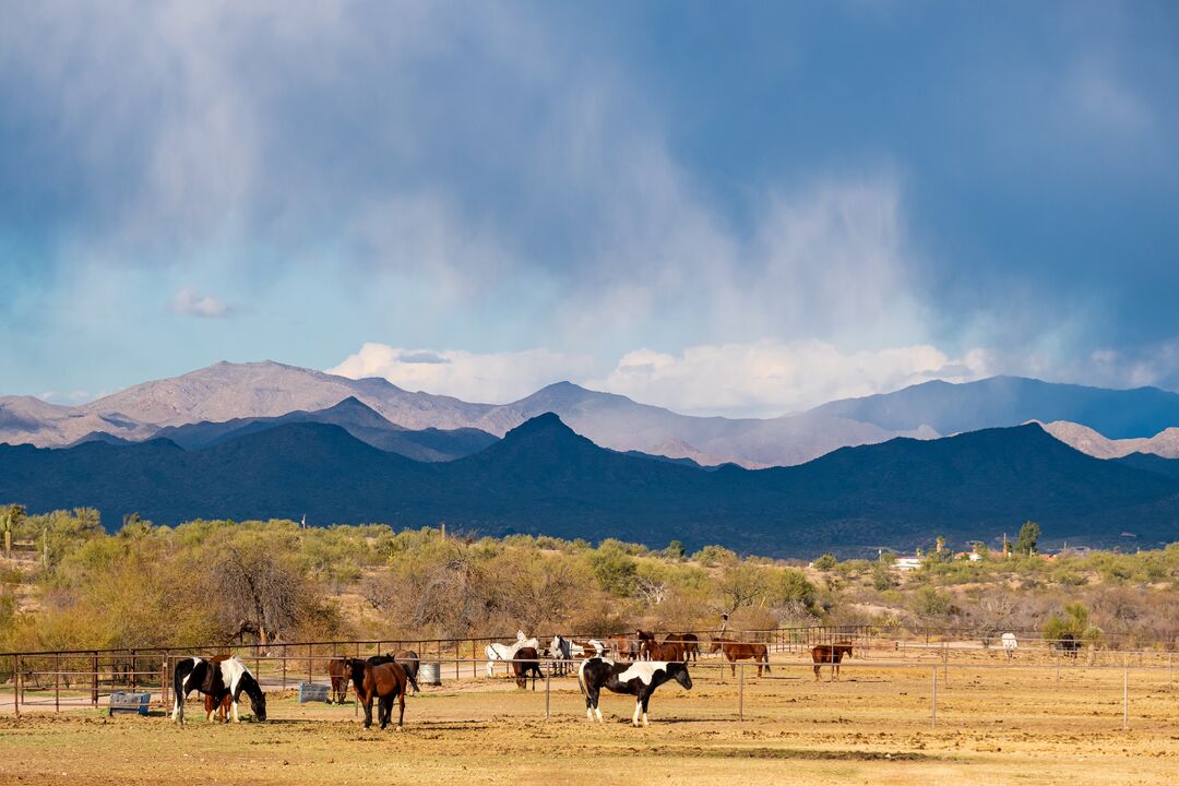 Flying E Ranch