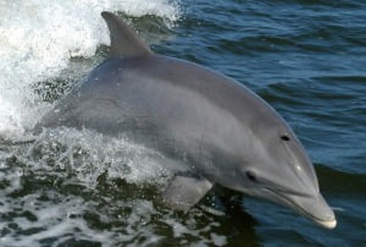 Bottlenose_Dolphin