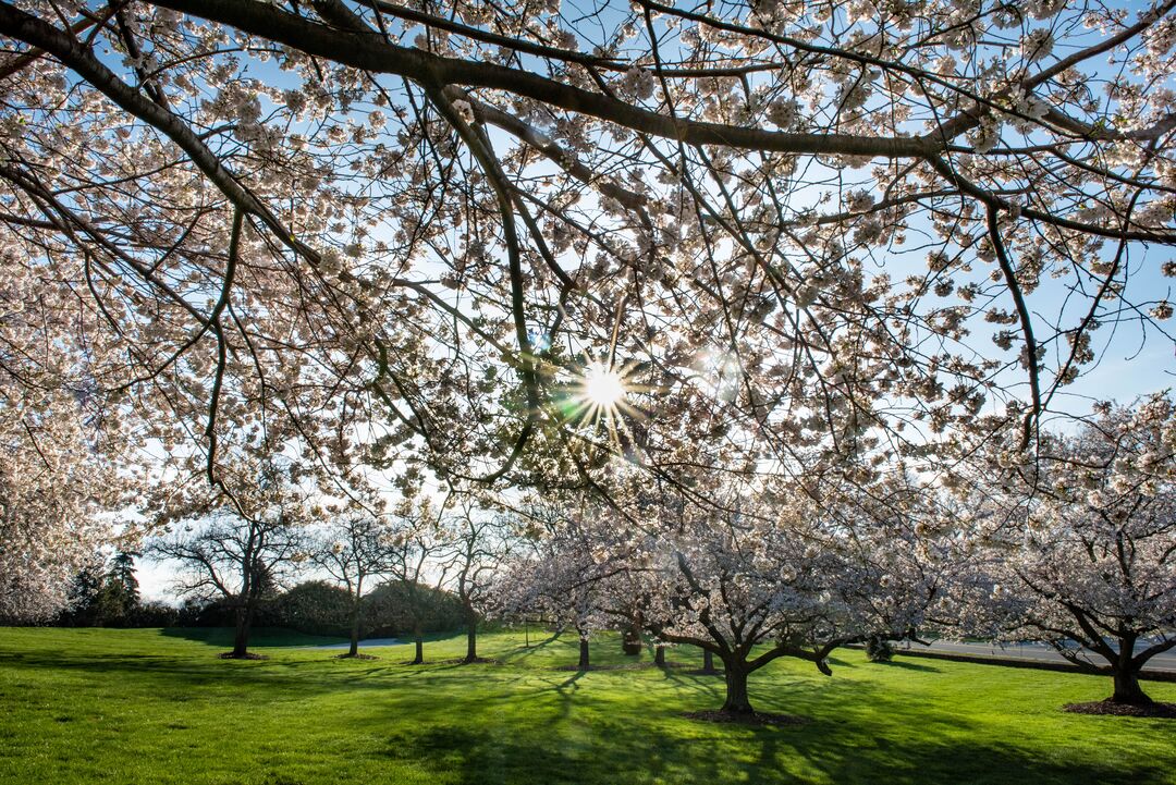 Longwood Gardens Spring