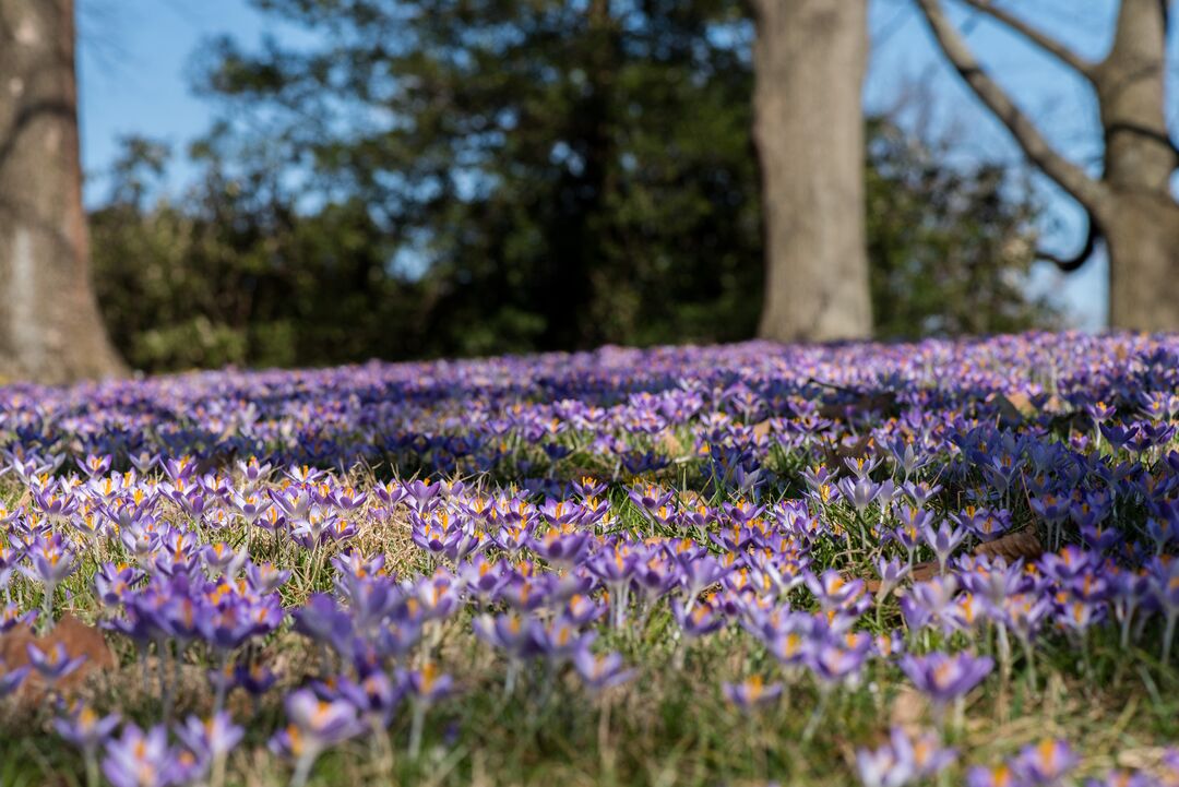 Longwood Gardens Spring