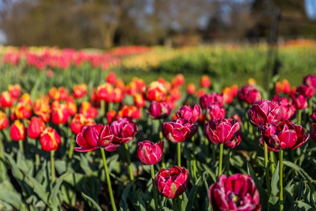 Longwood Gardens Spring
