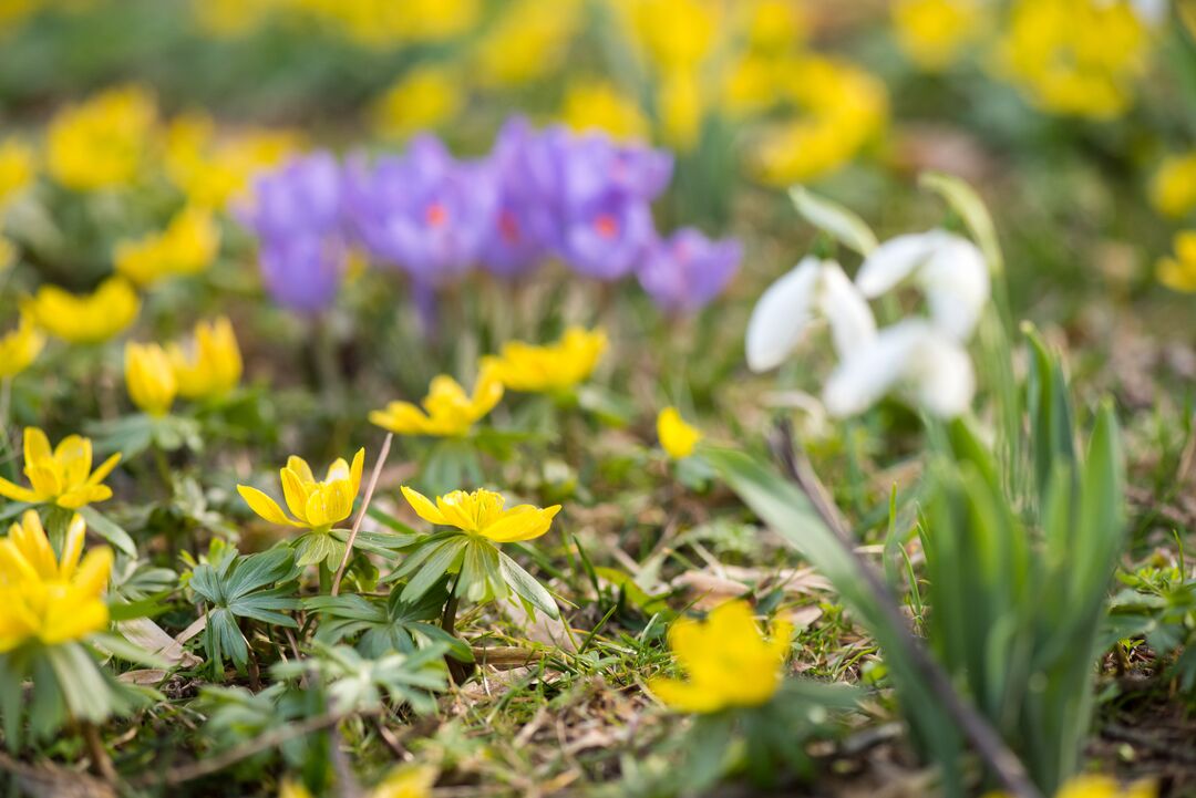 Longwood Gardens Spring