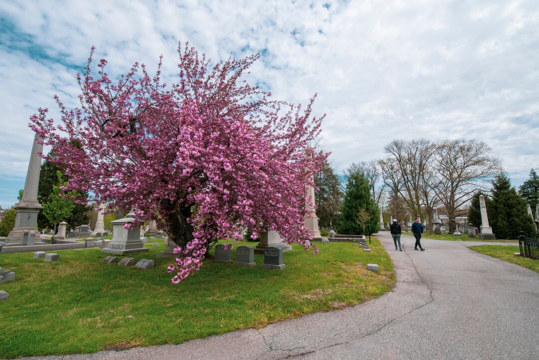 Laurel Hill Cemetery