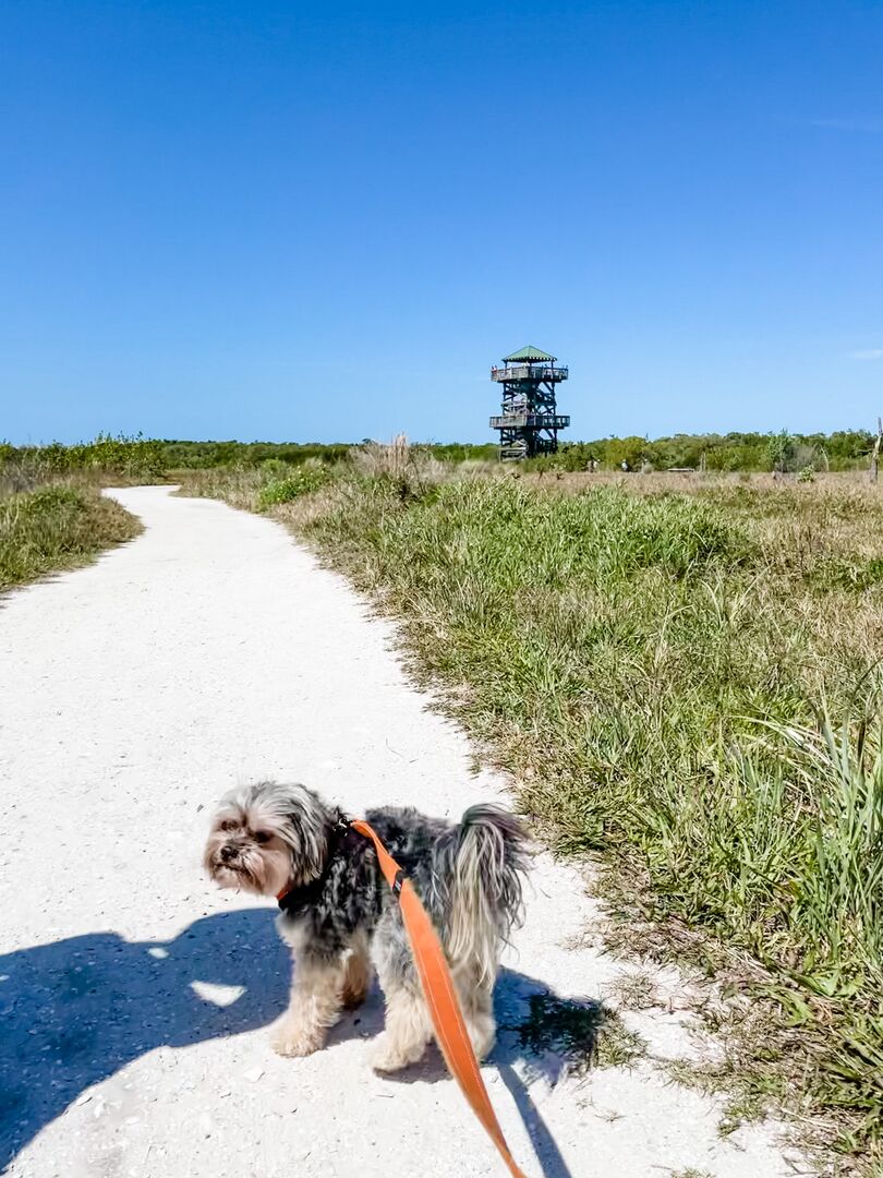 Dog at Robinson Preserve