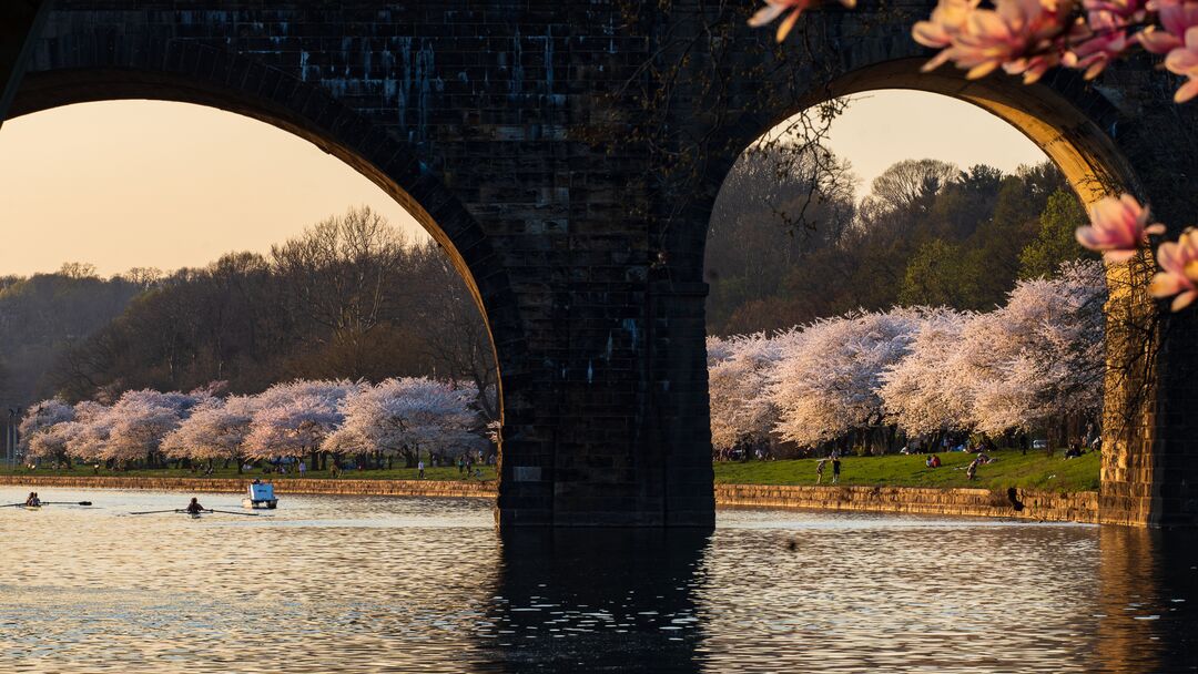 Schuylkill River Cherry Blossoms