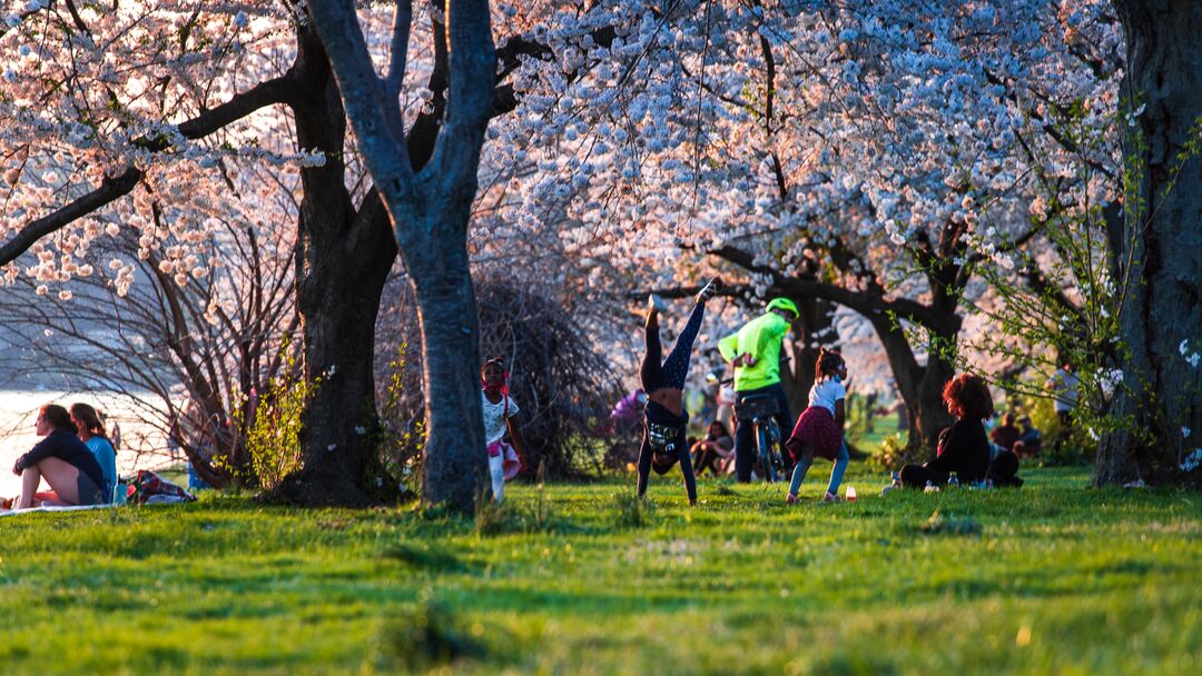 Schuylkill River Cherry Blossoms