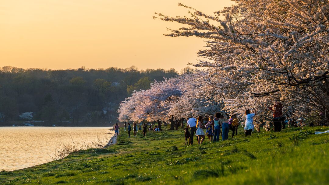 Schuylkill River Cherry Blossoms