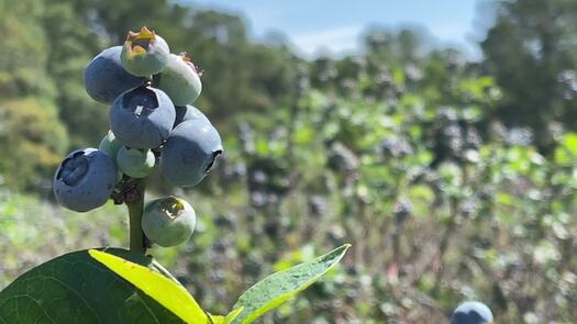 Blueberries in the field