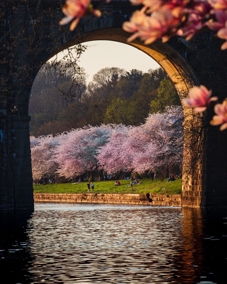 Schuylkill River Cherry Blossoms