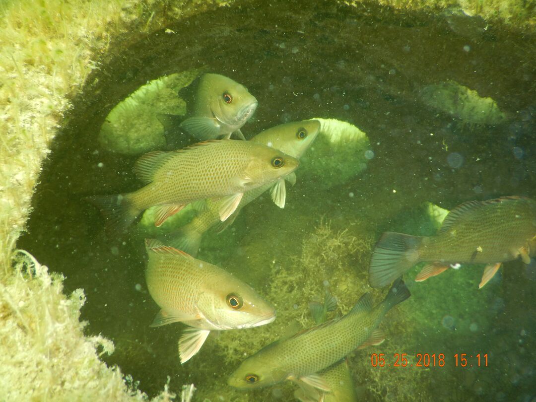 MangroveSnapper