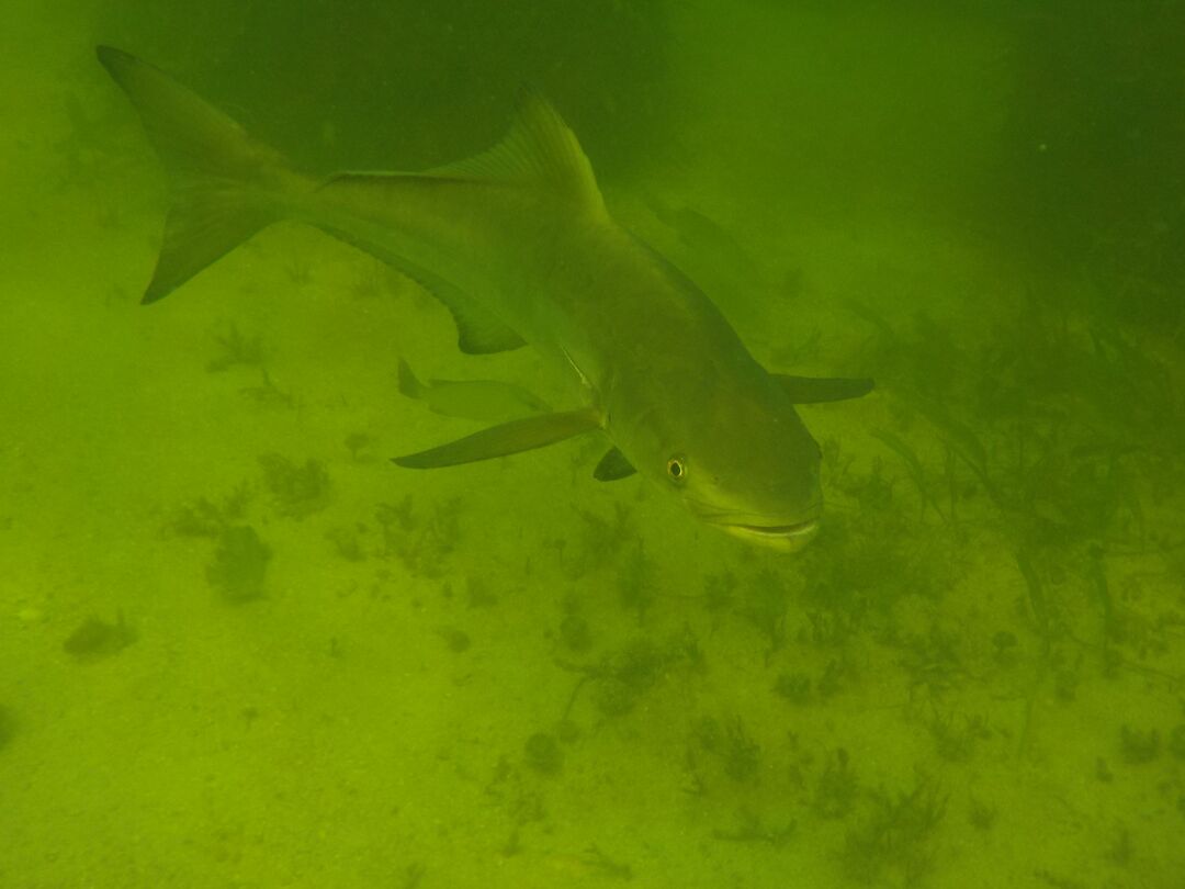 Cobia_at_SiteC