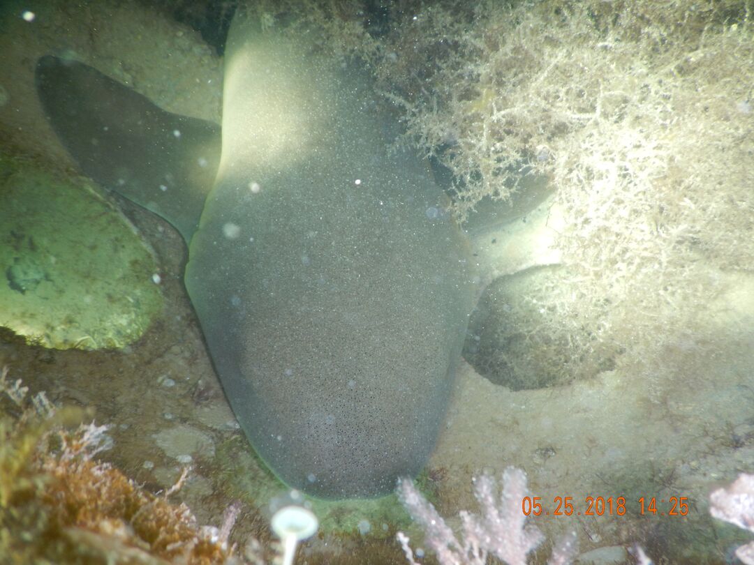 NurseShark