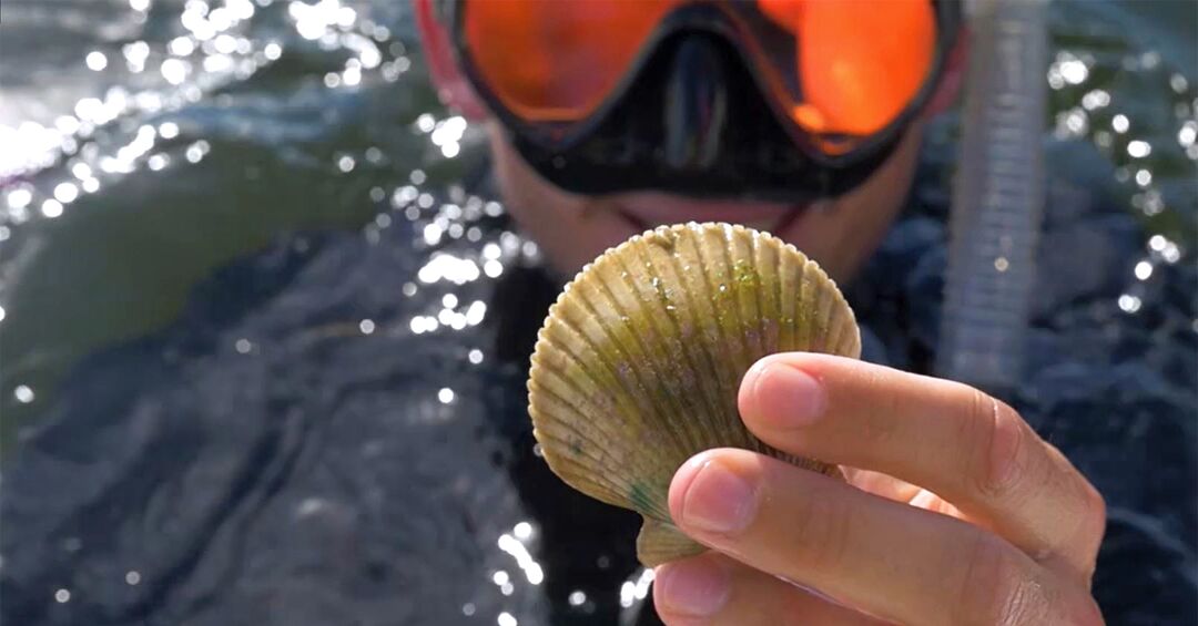 Diver with Scallop in hand