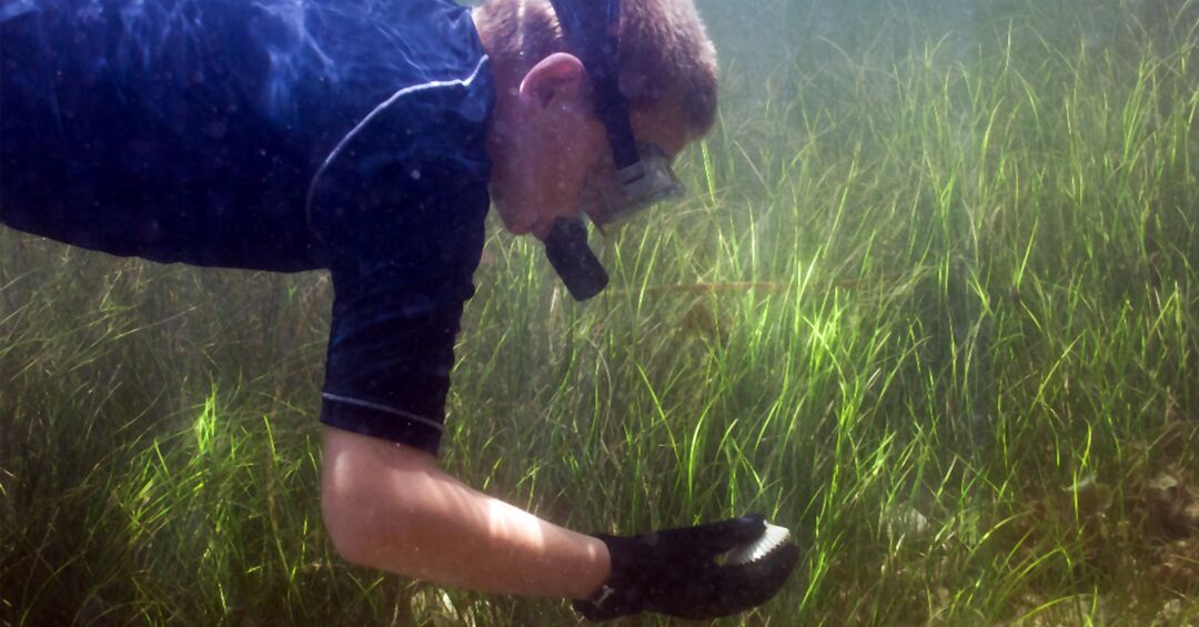 Male diver