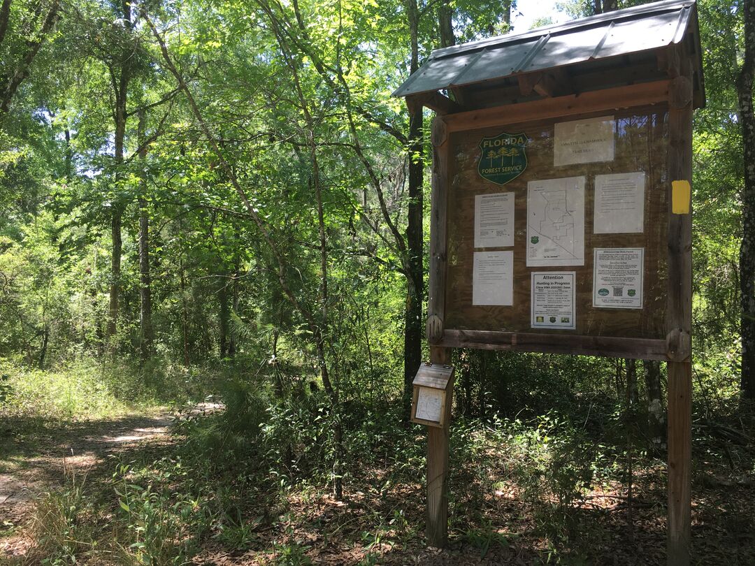 Annutteliga Hammock Trailhead - in Withlacoochee Forest