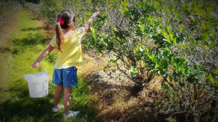 Masaryktown Winery & Upicktopia - Blueberry Picking