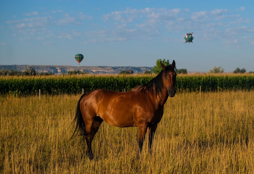 Old West Balloon Fest