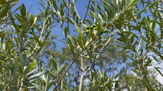 Olive Grove_9492