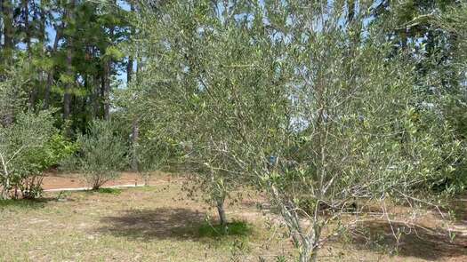 Olive Grove_9485