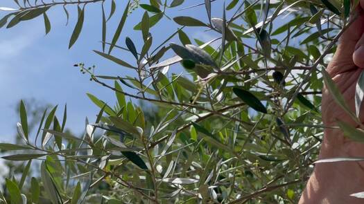 Olive Grove_9491