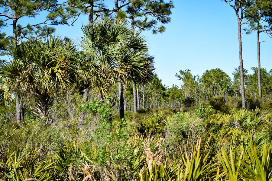 Myakka Forest