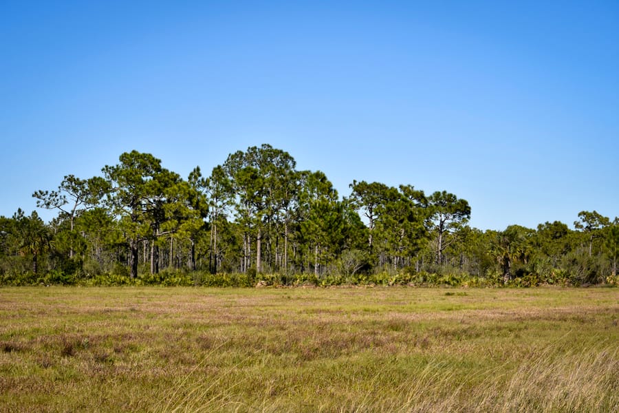 Myakka Forest