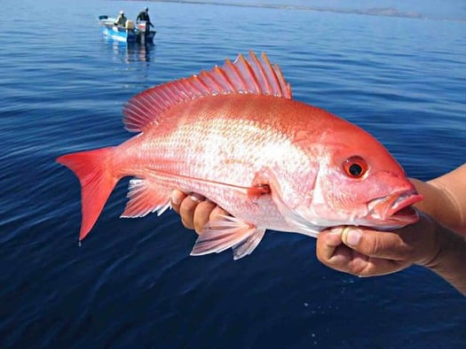 snapper