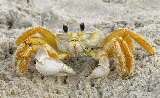 ghost crab